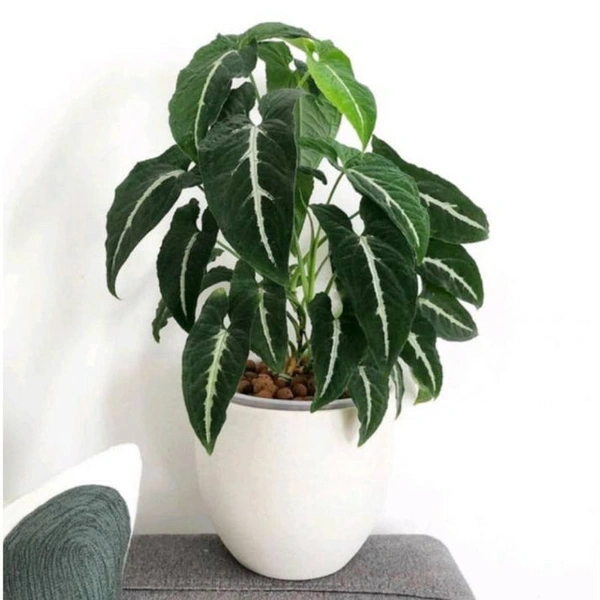 Syngonium Wendlandii Indoor Plant