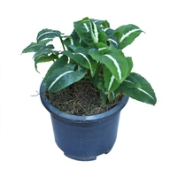 Syngonium Wendlandii Indoor Plant