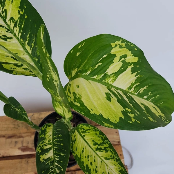 Diffenbachia Puerto Rico