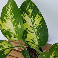Diffenbachia Puerto Rico