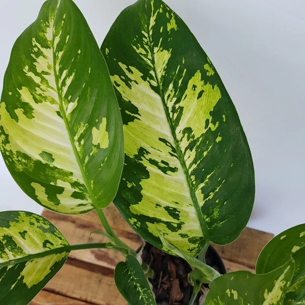 Diffenbachia Puerto Rico