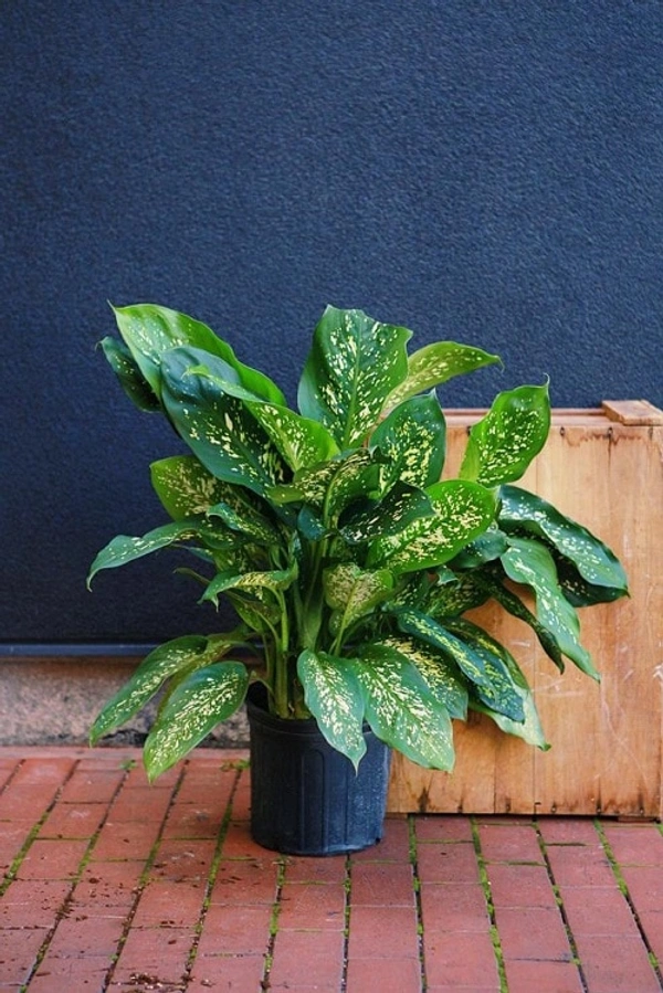Diffenbachia  Tropic Rain 