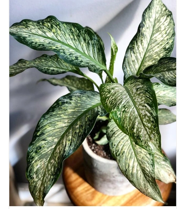 Diffenbachia  Tropic Rain 