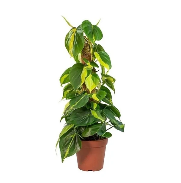 Philodendron Brasil Plant