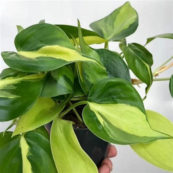 Philodendron Brasil Plant