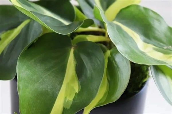 Philodendron Brasil Plant