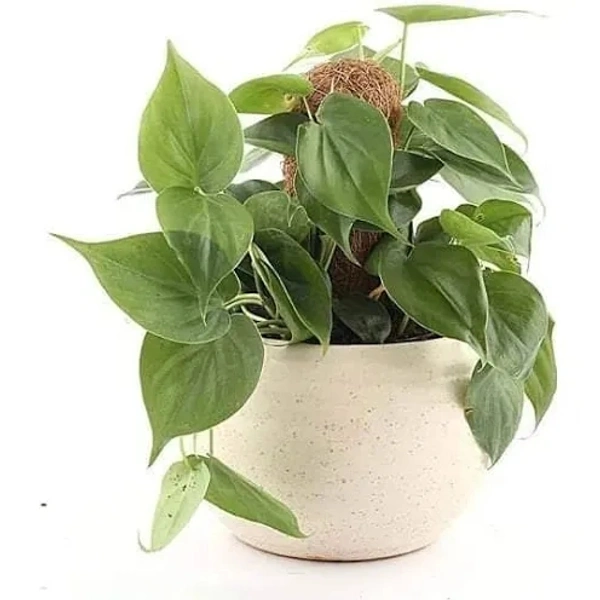 Philodendron Heart Leaf 
