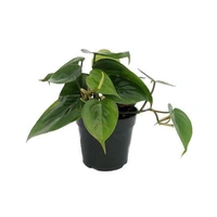 Philodendron Heart Leaf 