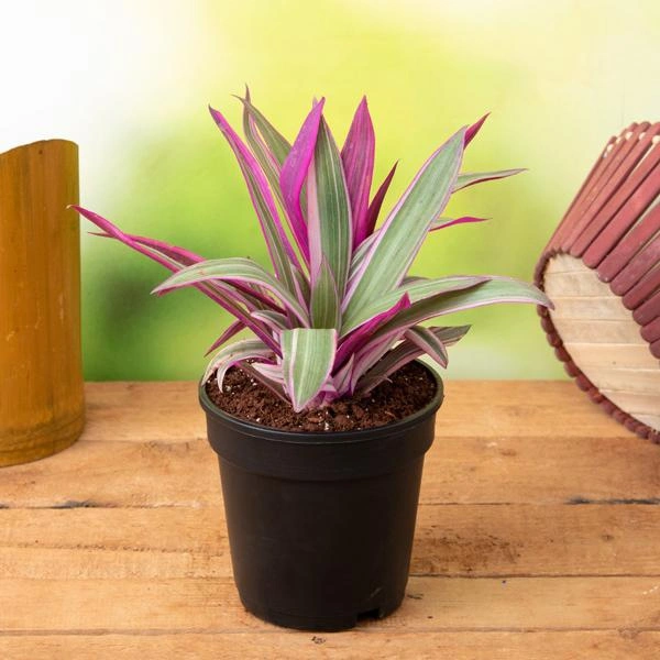 Rhoeo Plant