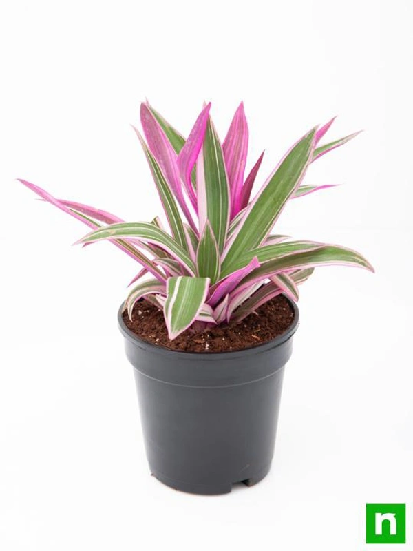 Rhoeo Plant