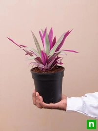 Rhoeo Plant