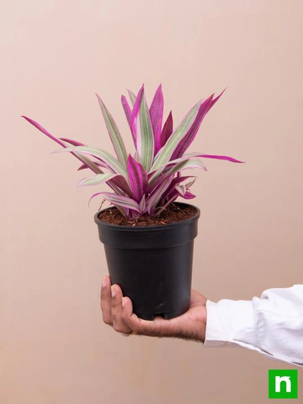 Rhoeo Plant