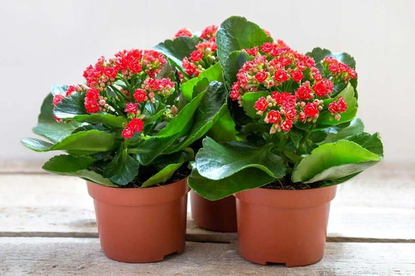 Kalanchoe