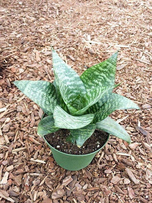 Birdnest snake plant 