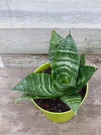Birdnest snake plant 