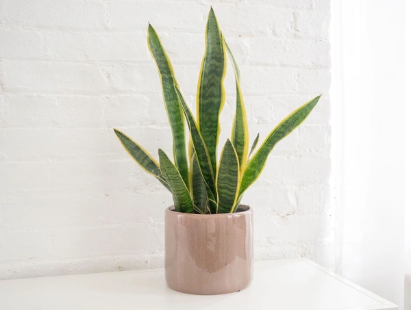 English Snake Plant 