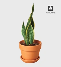 English Snake Plant 