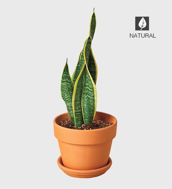 English Snake Plant 