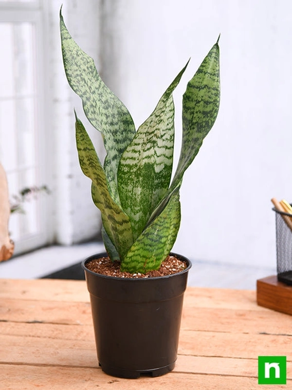 Sensevieri Green Snake Plant 