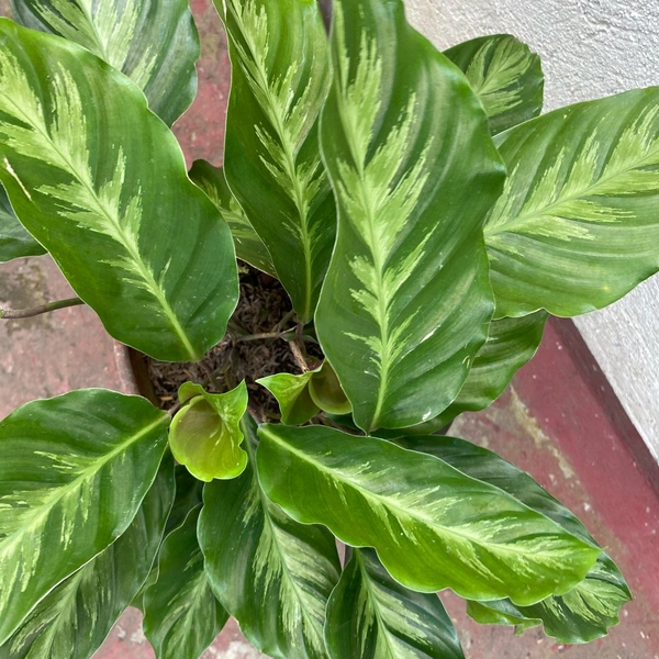 Calathea albertii Plant 