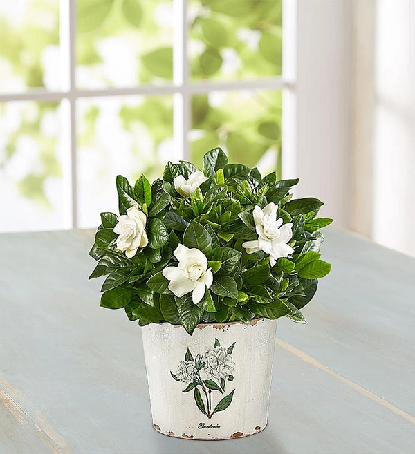 Gardenia Plant 