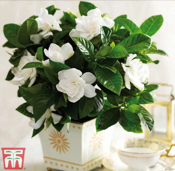 Gardenia Plant 
