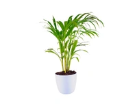 Areca Palm 