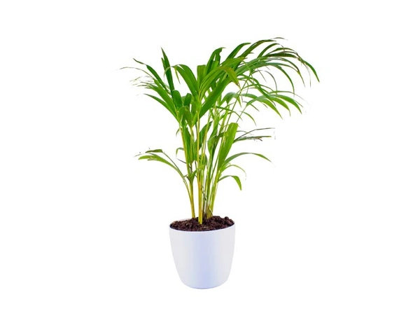 Areca Palm 