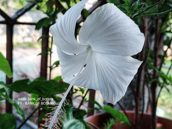 Hibiscus White 