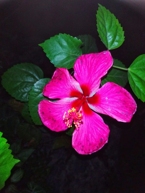 Hibiscus Pink 