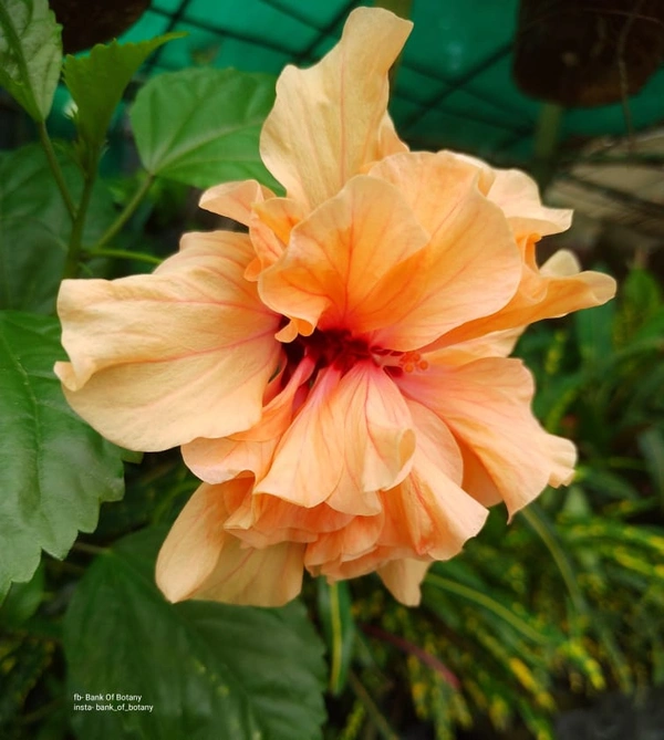 Hibiscus Orange 
