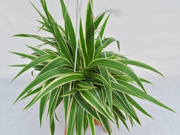 Spider Plant 
