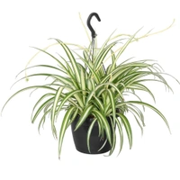 Spider Plant 