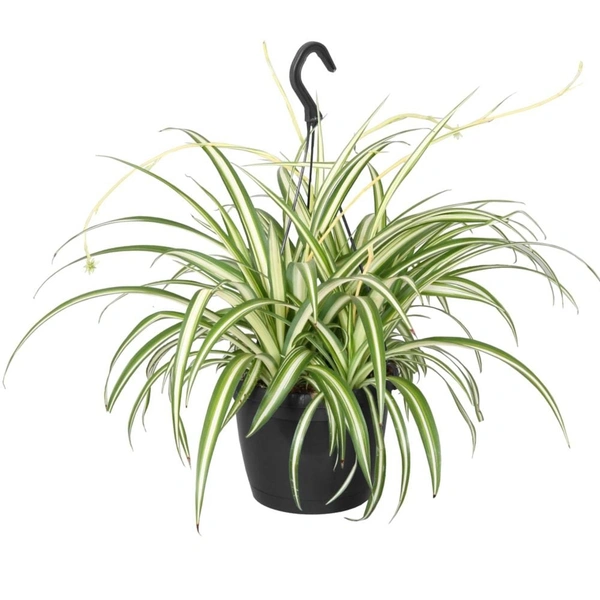 Spider Plant 