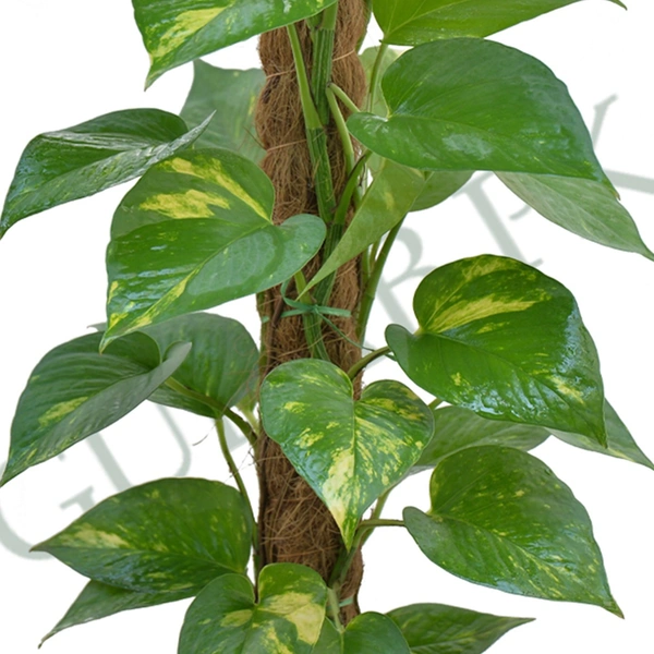 Golden Money Plant 