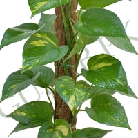 Golden Money Plant 