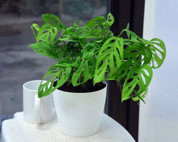 Philodendron broken heart 