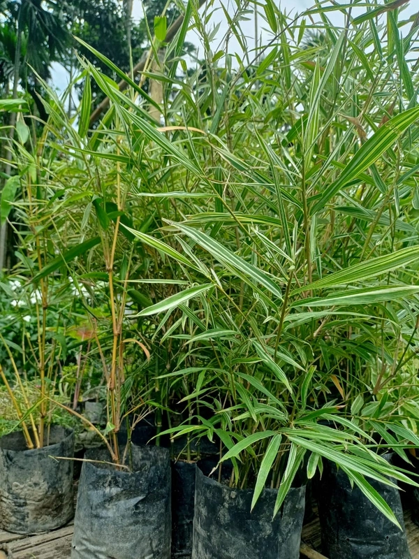 Verigated ornamental bamboo (Rare Plant)