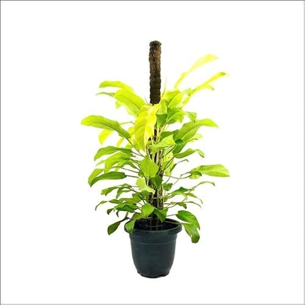 Philodendron ceylon golden
