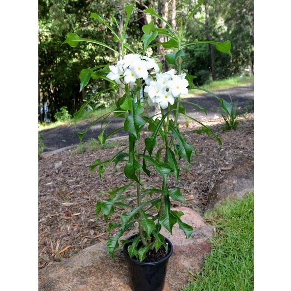 Plumeria pudica (নাগ চম্পা)