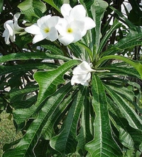 Plumeria pudica (নাগ চম্পা)