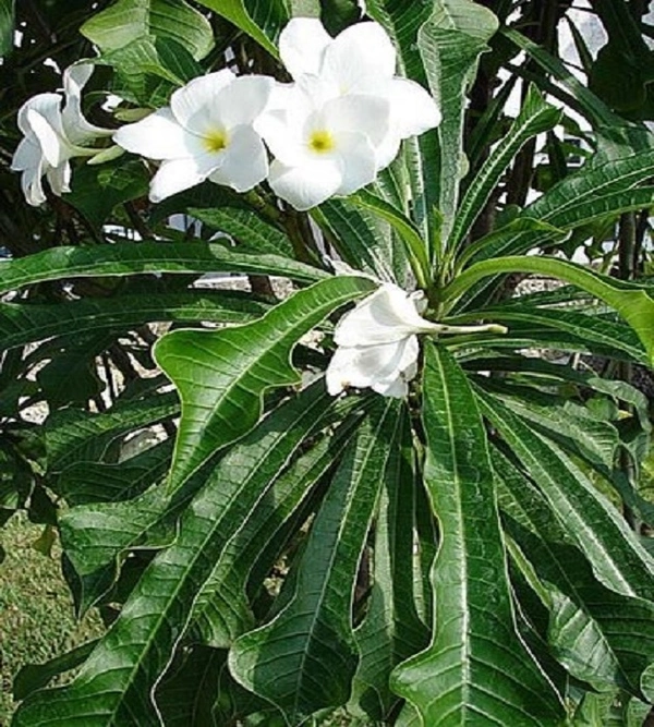 Plumeria pudica (নাগ চম্পা)