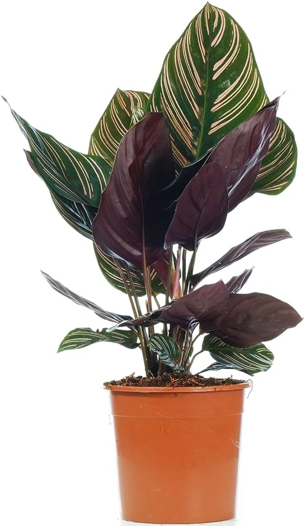 Calathea ornata