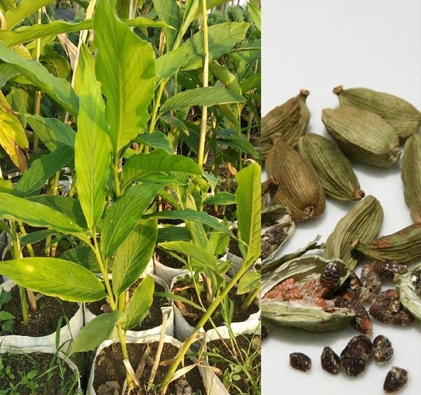Elaichi plant (ইলাইচি)