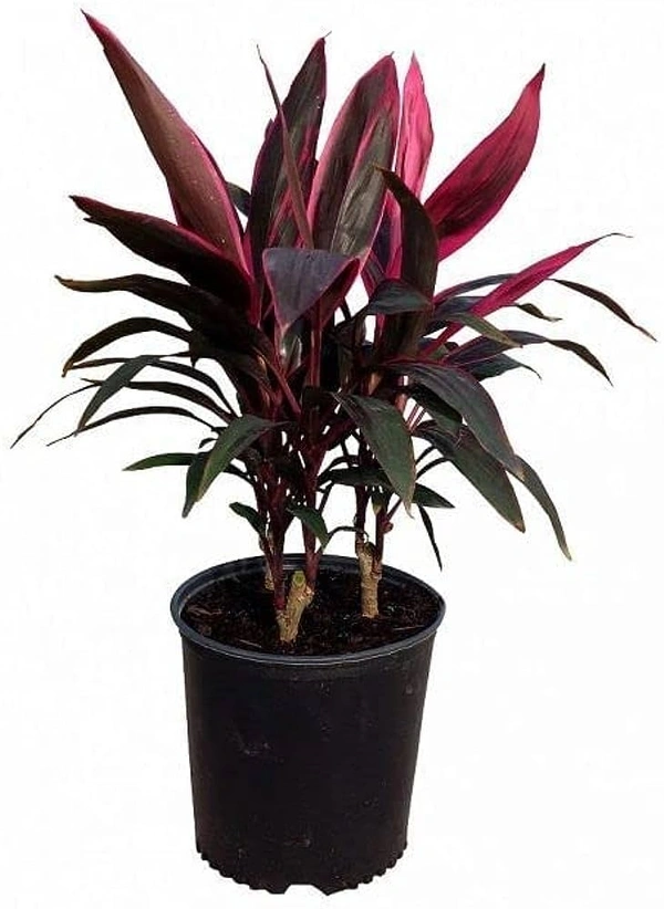 Dracaena Mahatma