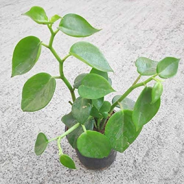 Peperomia Scandens ( Hanging Plant)