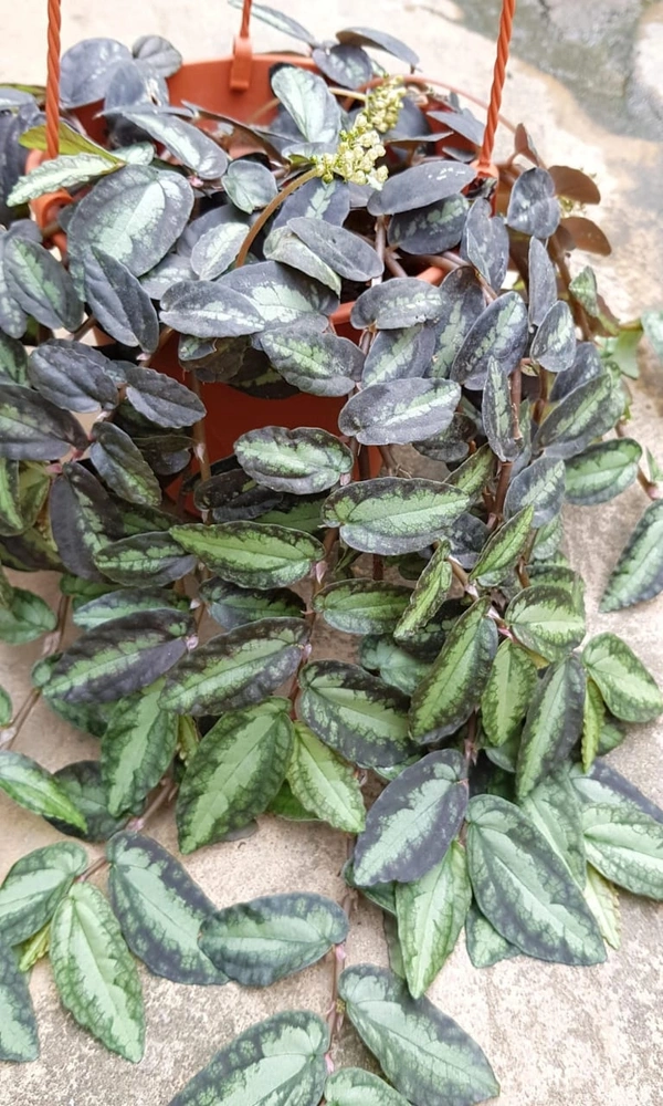 Watermelon begonia (Hanging plant)