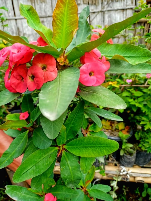 Euphorbia mili 