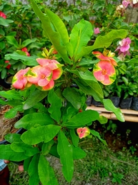 Euphorbia mili 