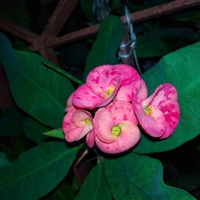 Euphorbia mili 